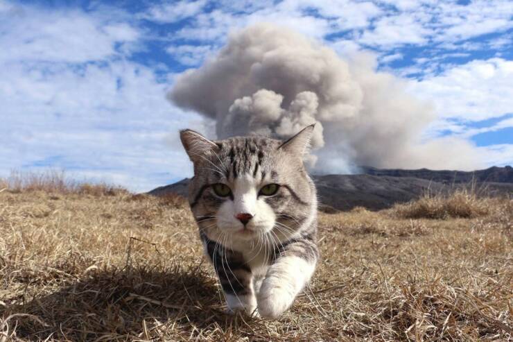 cool random pics - cats don t look at the explosion