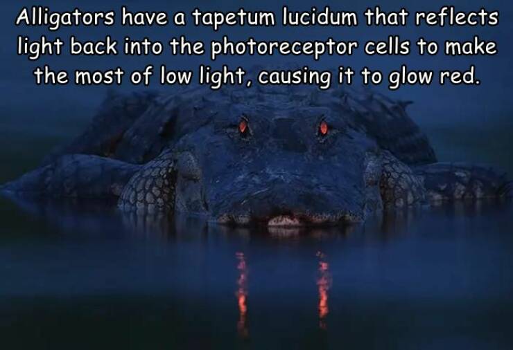 cool random pics - evil gator - Alligators have a tapetum lucidum that reflects light back into the photoreceptor cells to make the most of low light, causing it to glow red.