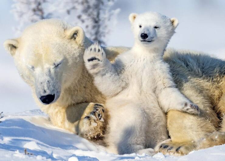 cool pics - Polar bear