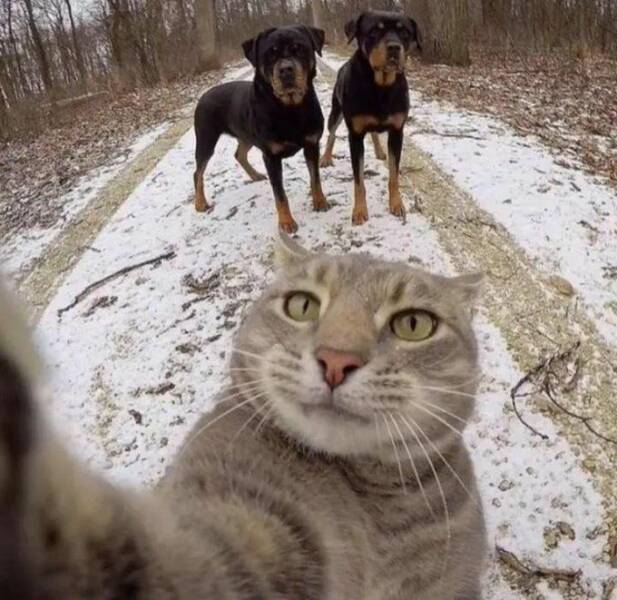 cool pics - cat selfie funny