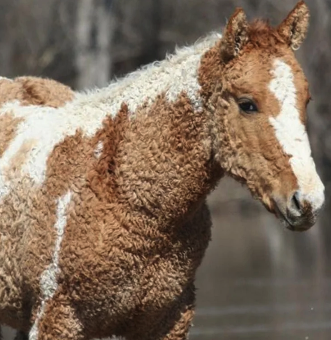  A rare curly haired horse for the 99% of people who haven’t seen one yet - your welcome