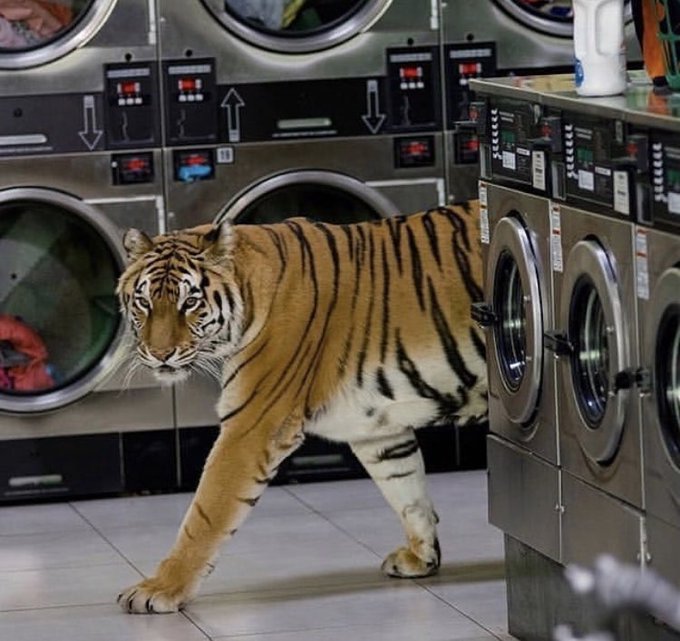 pics without context - animals in places they shouldn t - 24