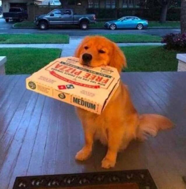 cool random pics - pizza delivery dog - e O Medium O 88 Free Pizza