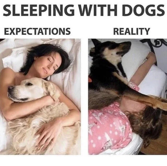 expectations vs reality - dog - Sleeping With Dogs Expectations Reality eks