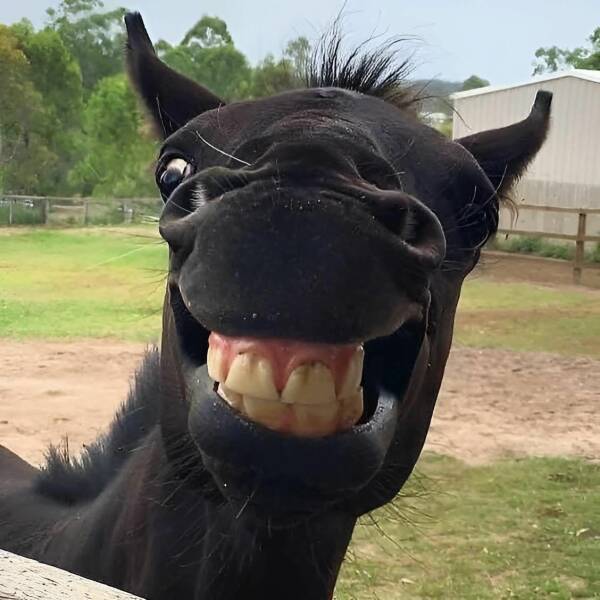 cool random pics and photos - horse selfie