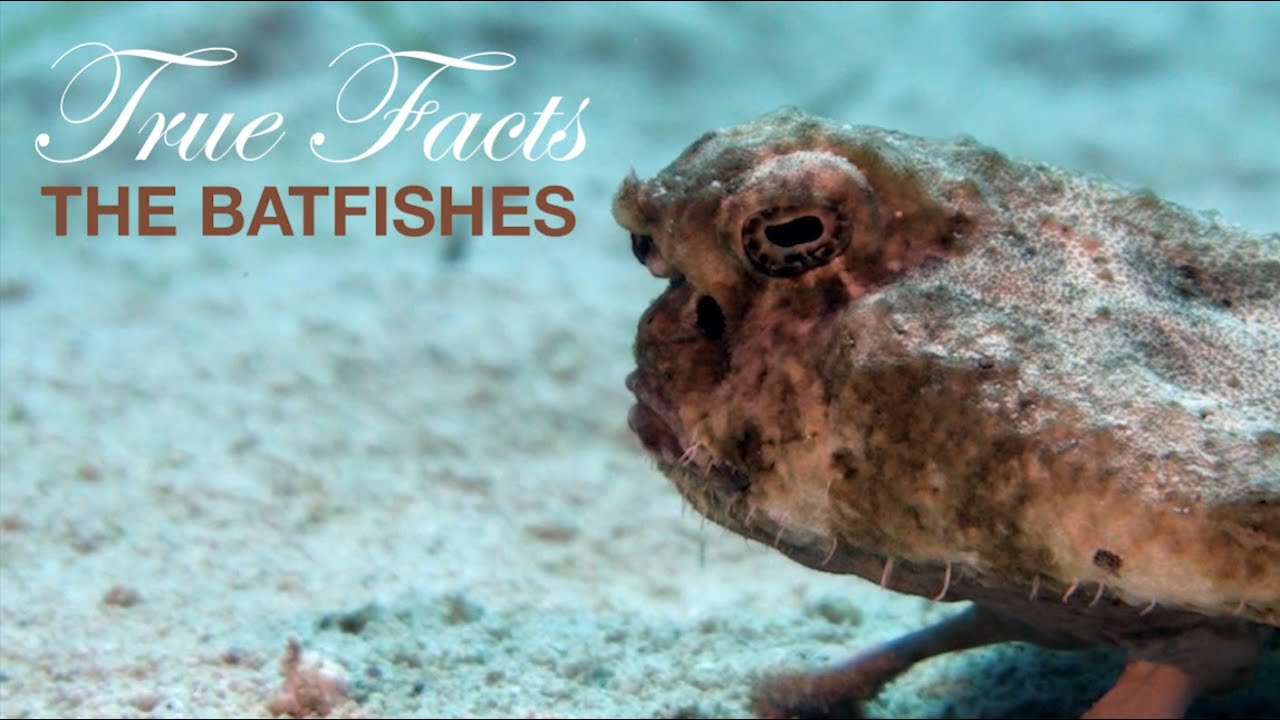Youtube Rabbit holes - zefrank true facts - True Facts The Batfishes