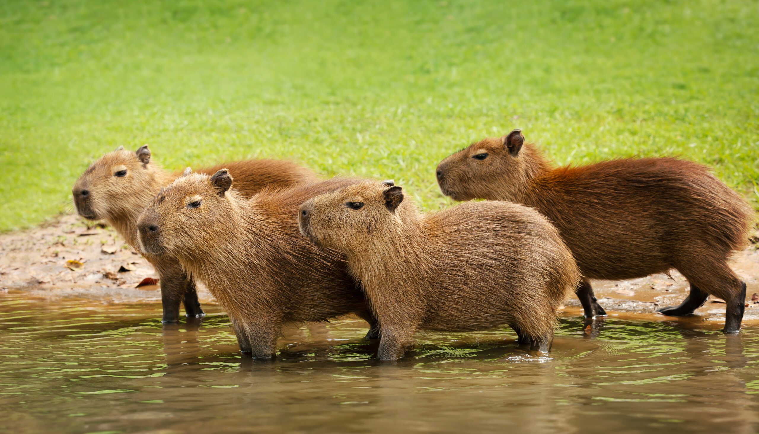 Reddit high school stories - group of capybaras