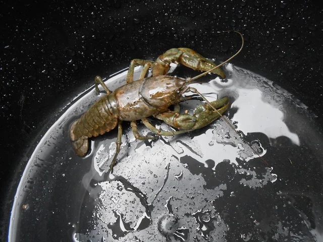 lobster on the moon