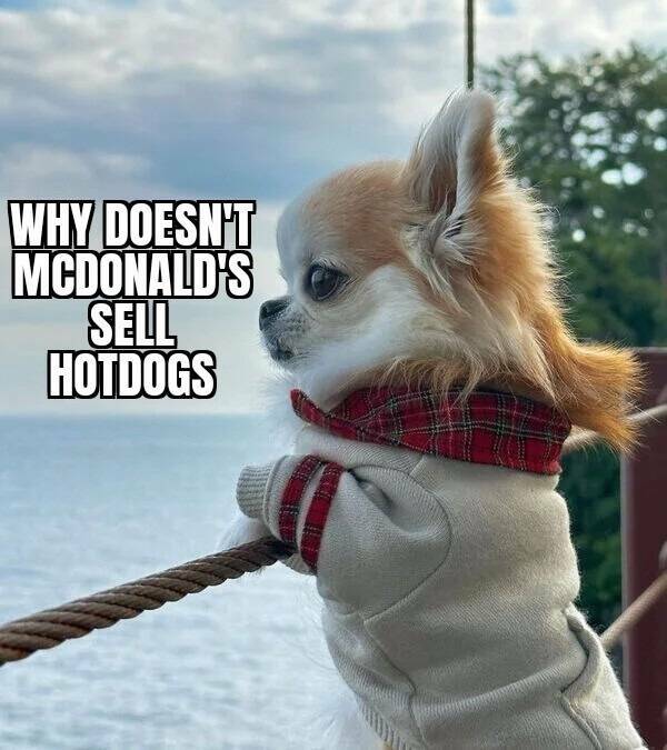 funniest tweets of the week - dog - Why Doesn'T Mcdonald'S Sell Hotdogs