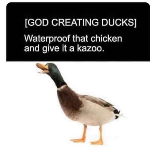 funny memes and pics - fauna - God Creating Ducks Waterproof that chicken and give it a kazoo.
