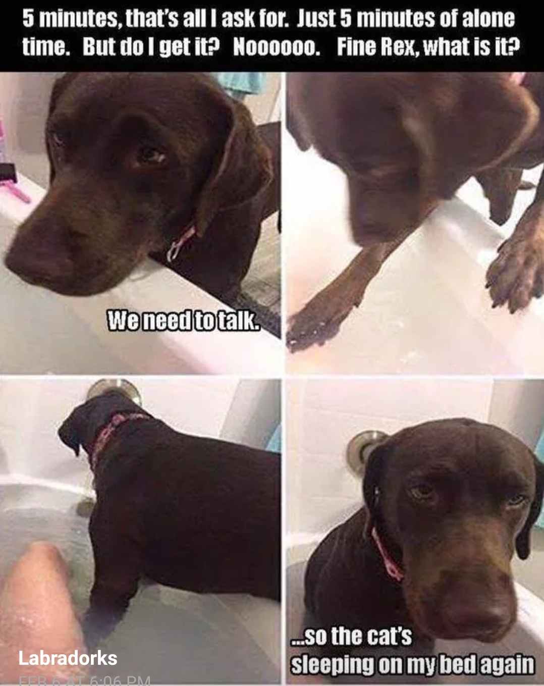 funny memes and pics - dog in tub meme - 5 minutes, that's all I ask for. Just 5 minutes of alone time. But do I get it? Noooooo. Fine Rex, what is it? We need to talk. Labradorks 506 Dm ...so the cat's sleeping on my bed again