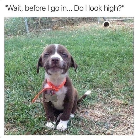 funny memes and pics - dog - "Wait, before I go in... Do I look high?"