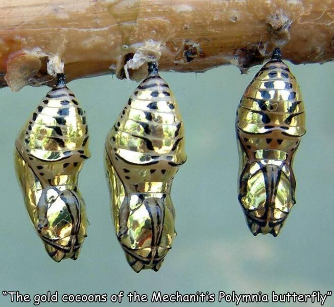 beautiful chrysalis - "The gold cocoons of the Mechanitis Polymnia butterfly"