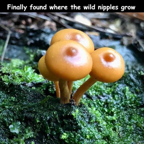 spicy sex memes - medicinal mushroom - Finally found where the wild nipples grow