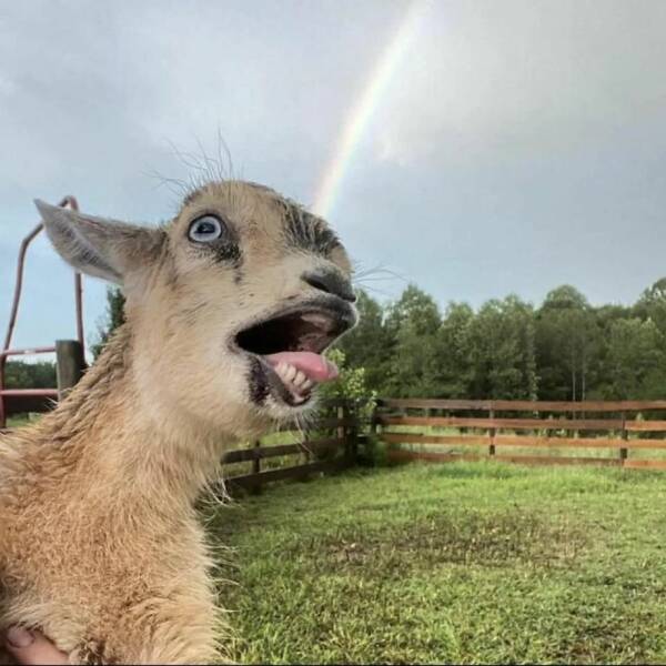 monday morning randomness - goat rainbow