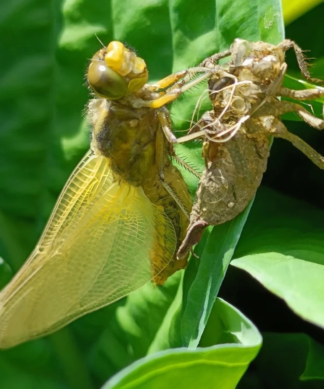fascinating photos and interesting images - cicada