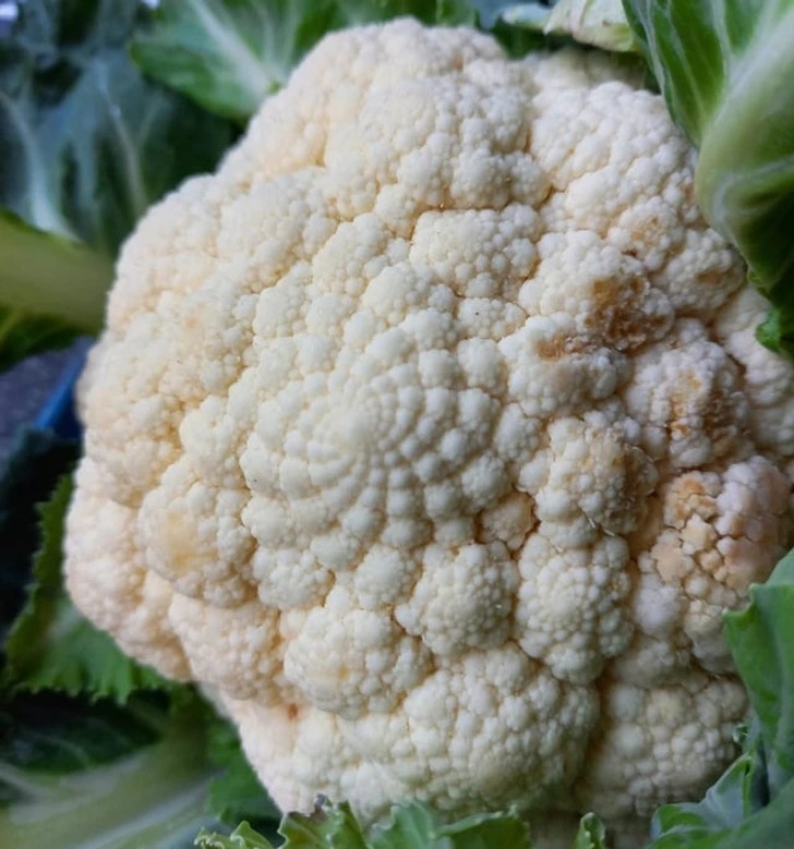 fascinating photos and interesting images - cauliflower
