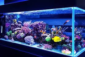 dumb secrets couples keep - How much I’ve spent setting up this saltwater fish tank, she called me crazy for spending 1000 bucks on lights. u/Spiritual-Extent-771