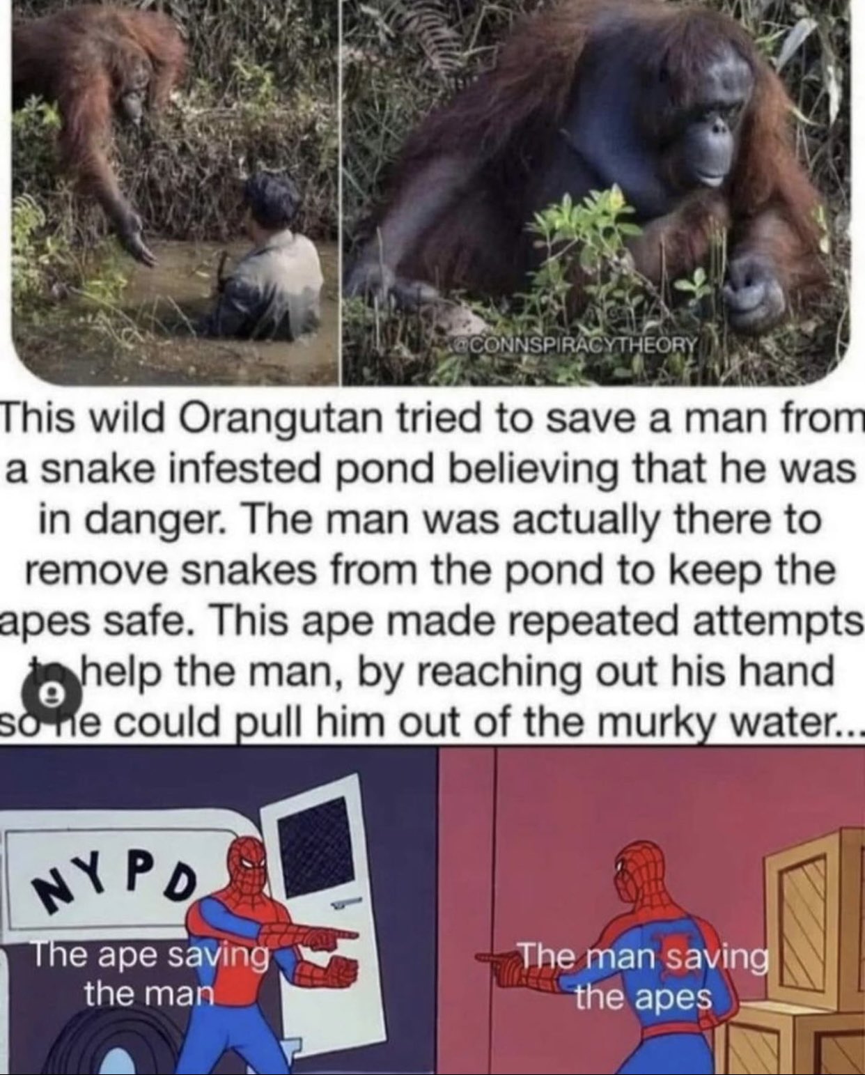 dudes posting their Ws - fauna - Connspiracytheory This wild Orangutan tried to save a man from a snake infested pond believing that he was in danger. The man was actually there to remove snakes from the pond to keep the apes safe. This ape made repeated 