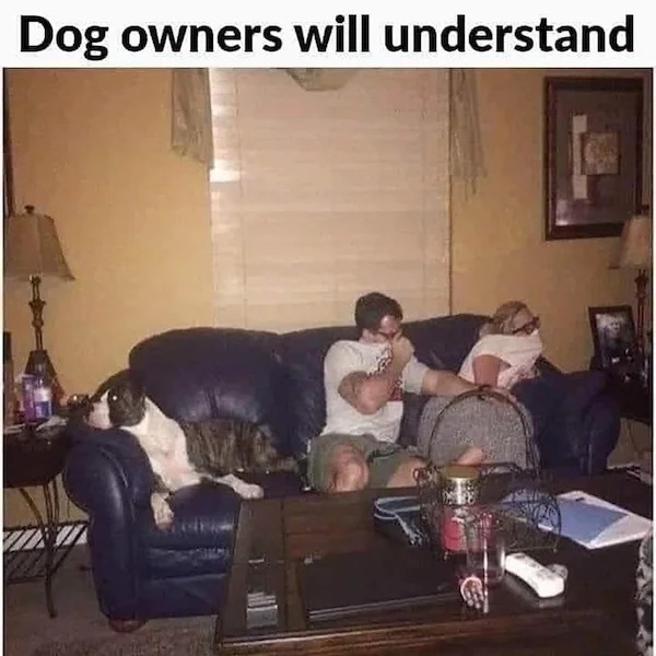 cool pics and funny memes - photo caption - Dog owners will understand