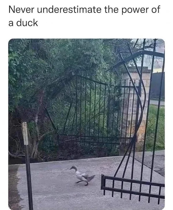 cool pics and funny memes - tree - Never underestimate the power of a duck