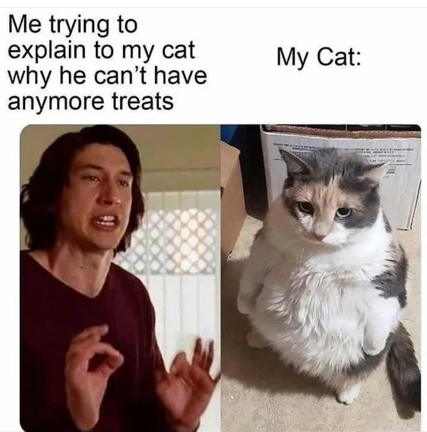 cool pics and funny memes - cat non consensual cuddling - Me trying to explain to my cat why he can't have anymore treats My Cat