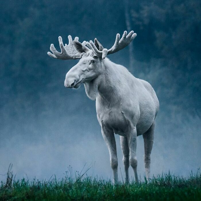 cool pics and funny memes - white moose