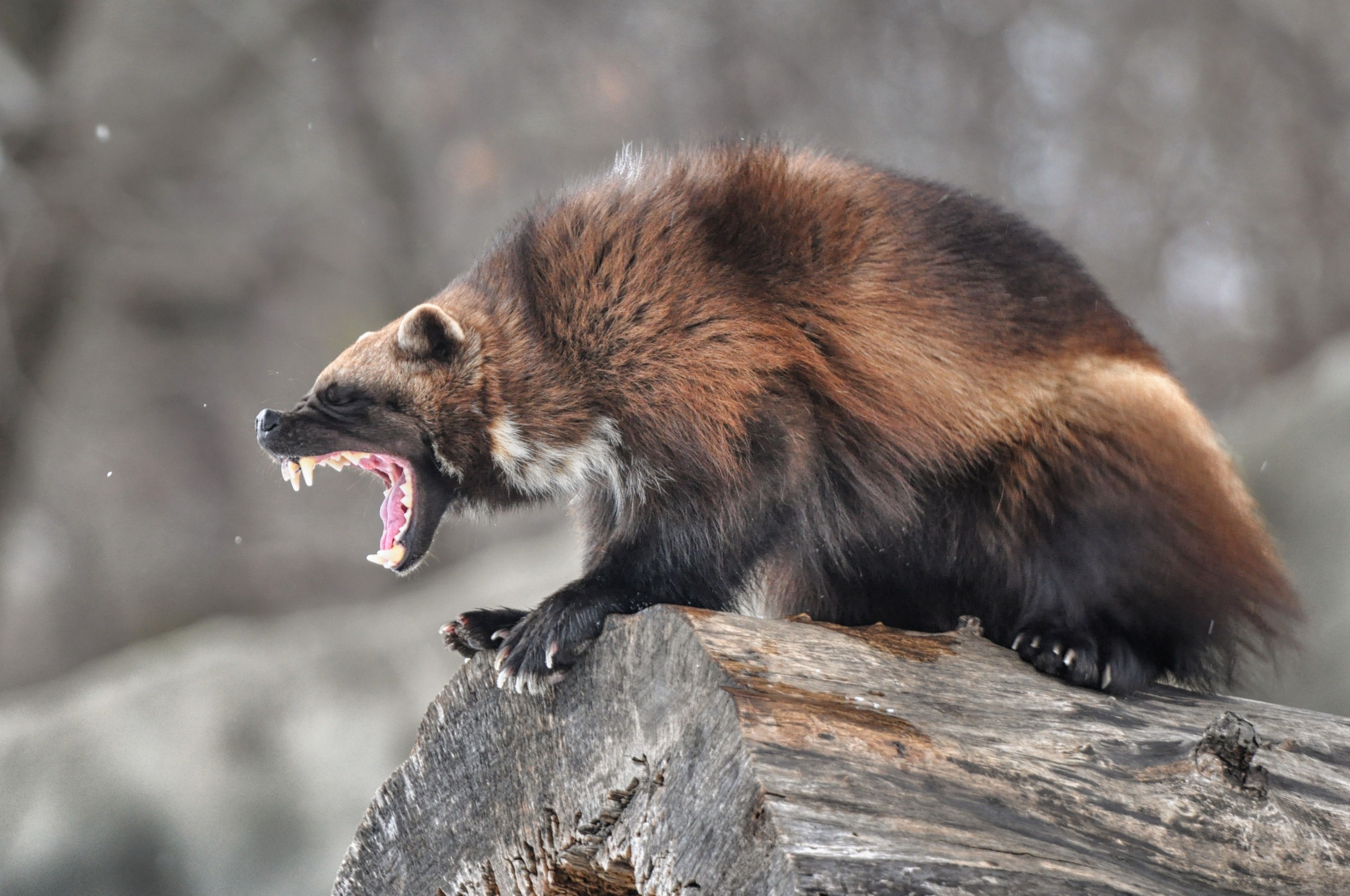 funny memes and cool pics - wolverine animal wallpaper 4k