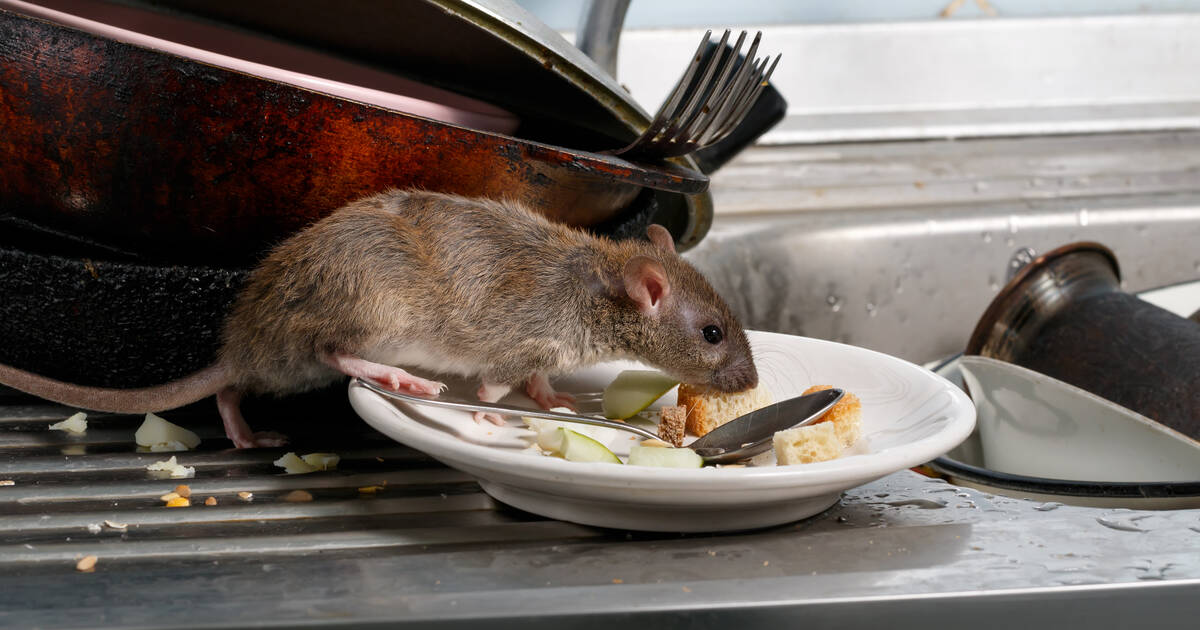 five star hotel secrets - cities with worst rat problems