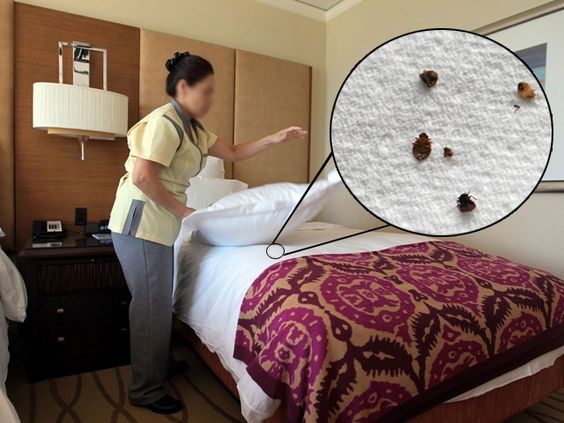 five star hotel secrets - dead bed bugs - www