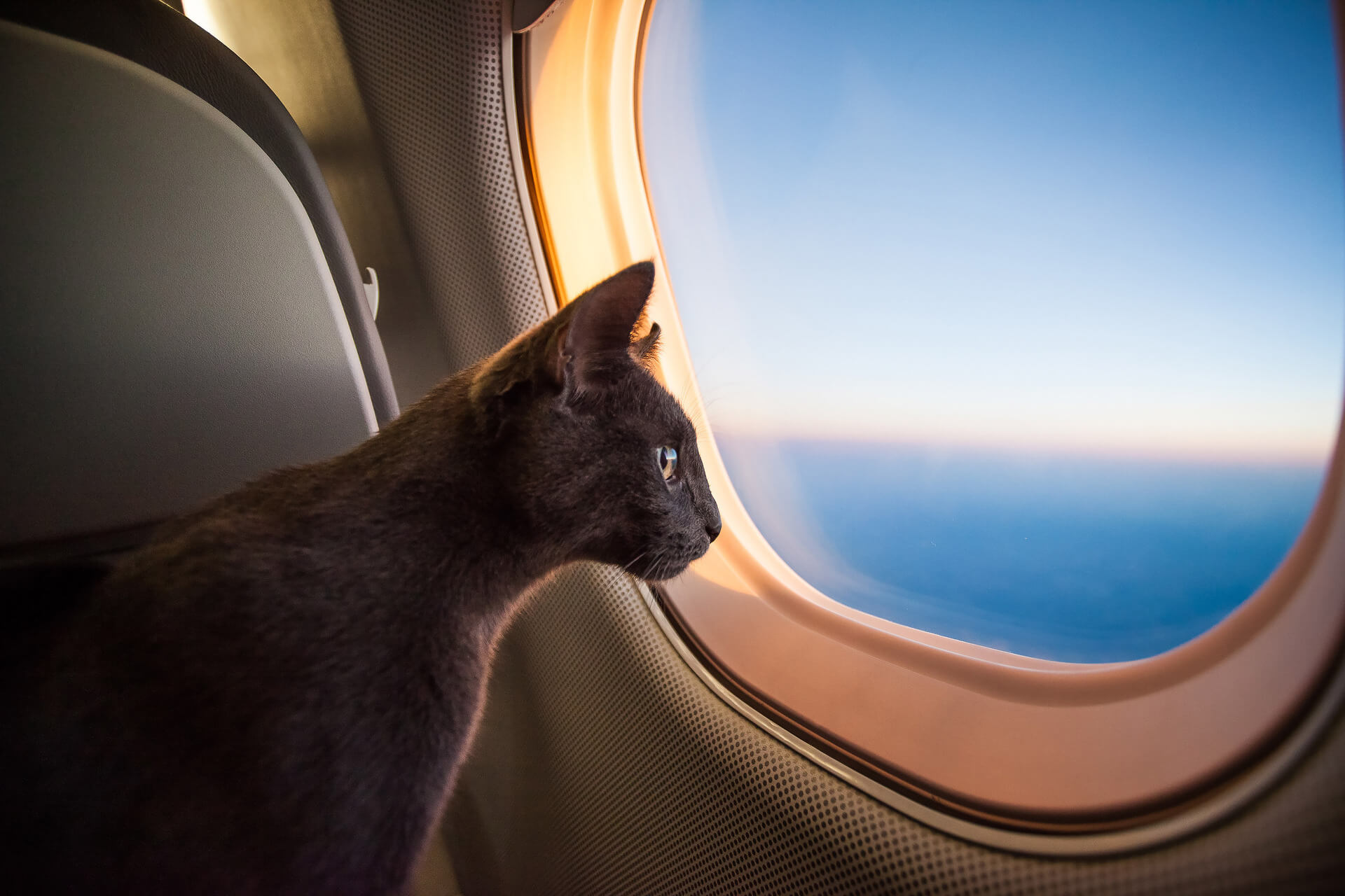 reddit wealthy stories - cat on private jet