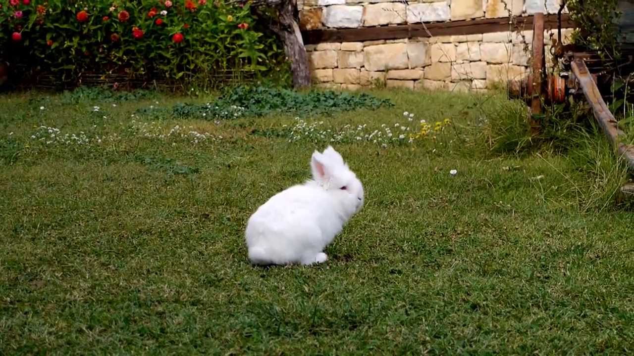 reddit wealthy stories - rabbit white running