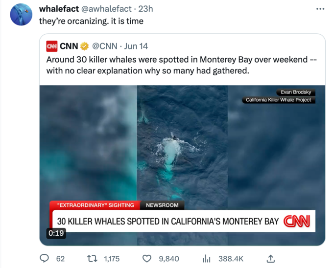 Orca Memes - water - whalefact 23h they're orcanizing. it is time Cnn Cnn . Jun 14 Around 30 killer whales were spotted in Monterey Bay over weekend with no clear explanation why so many had gathered. "Extraordinary" Sighting Newsroom 30 Killer Whales Spo
