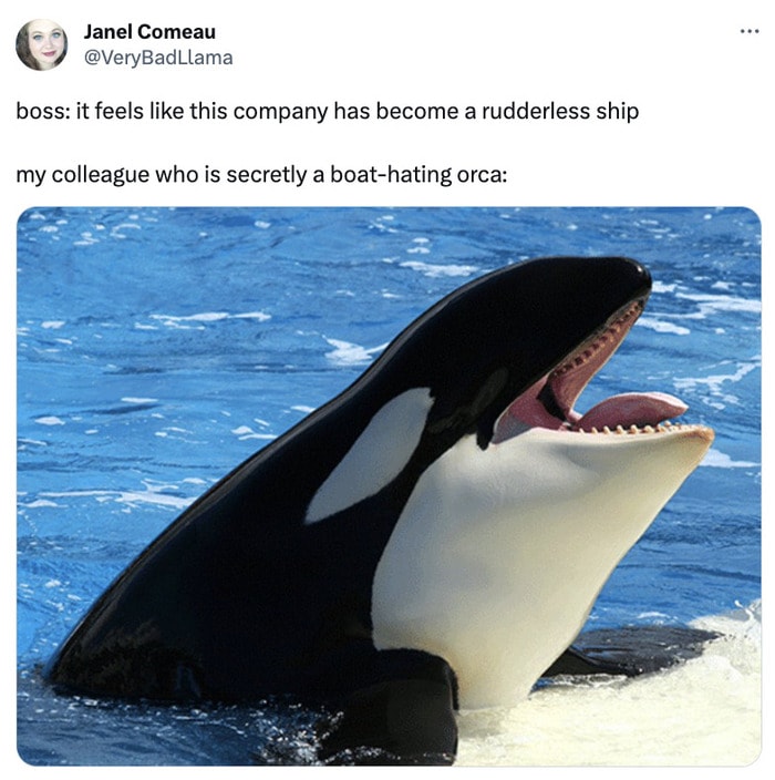 Orca Memes - killer whale - Janel Comeau boss it feels this company has become a rudderless ship my colleague who is secretly a boathating orca