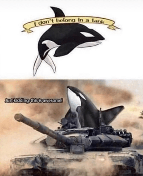 Orca Memes - wholesome tank memes - I don't belong in a tank Just kidding this is awesome!