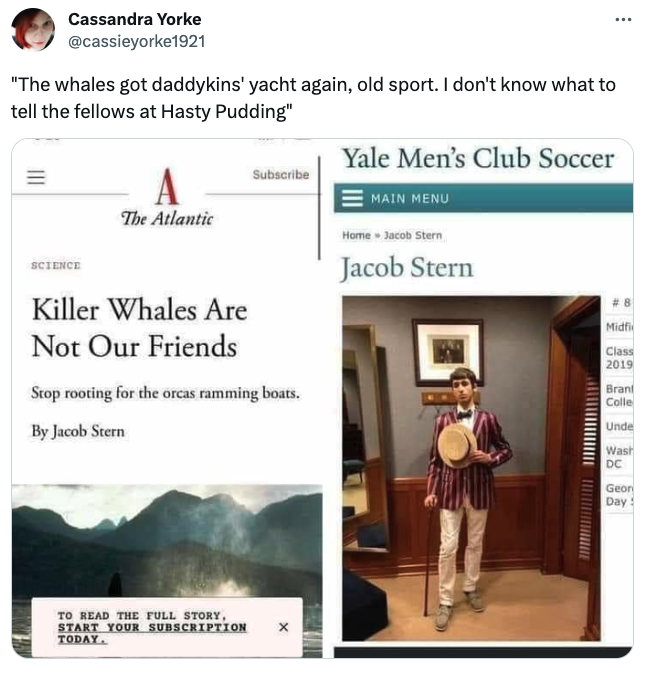 Orca Memes - media - Cassandra Yorke "The whales got daddykins' yacht again, old sport. I don't know what to tell the fellows at Hasty Pudding" Science A The Atlantic Killer Whales Are Not Our Friends Subscribe Stop rooting for the orcas ramming boats. By