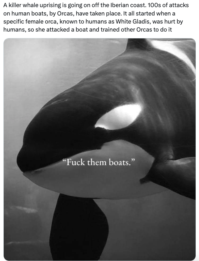 Orca Memes - dolphin - A killer whale uprising is going on off the Iberian coast. 100s of attacks on human boats, by Orcas, have taken place. It all started when a specific female orca, known to humans as White Gladis, was hurt by humans, so she attacked 