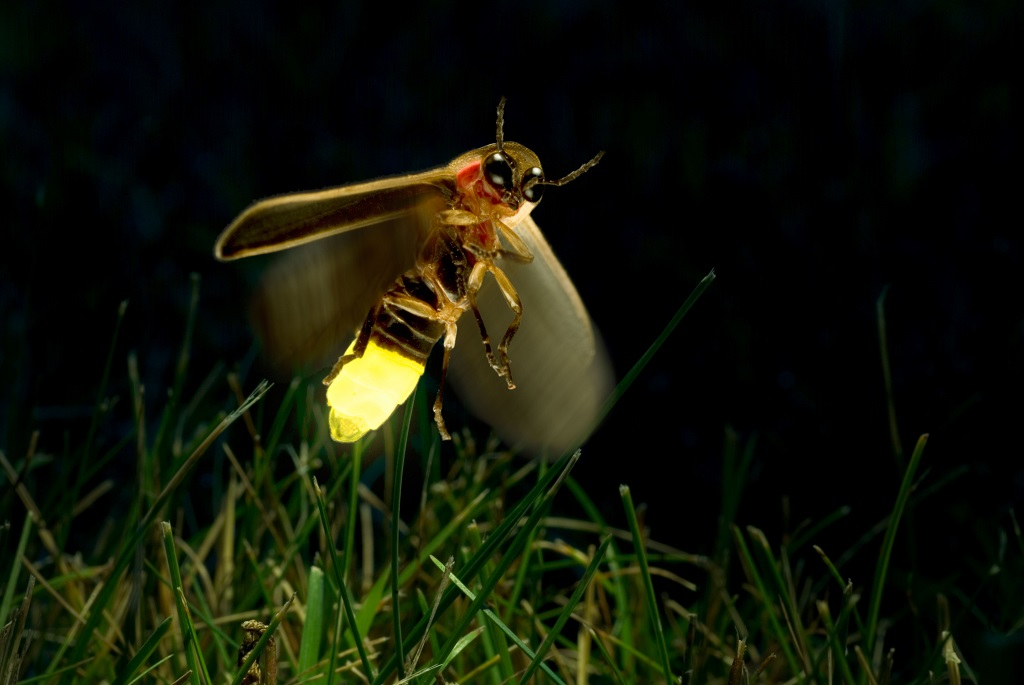 unbelievable facts - jugnu insect