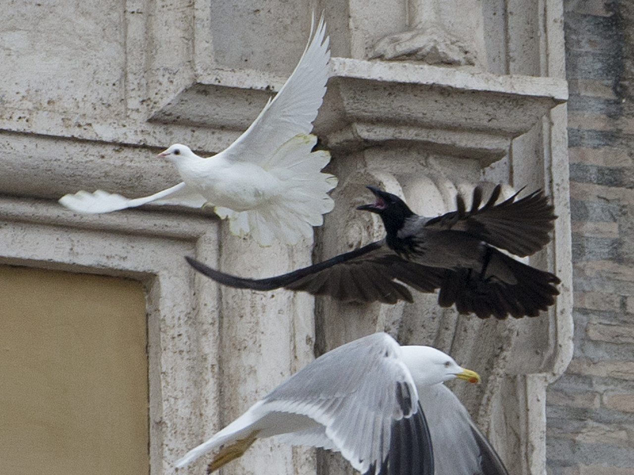In 2014, Pope Francis released doves in the Vatican to symbolize his hopes for peace in the world. As soon as the doves began to fly, a seagull and a crow swooped down and attacked them in front of everyone. u/medievalistbooknerd