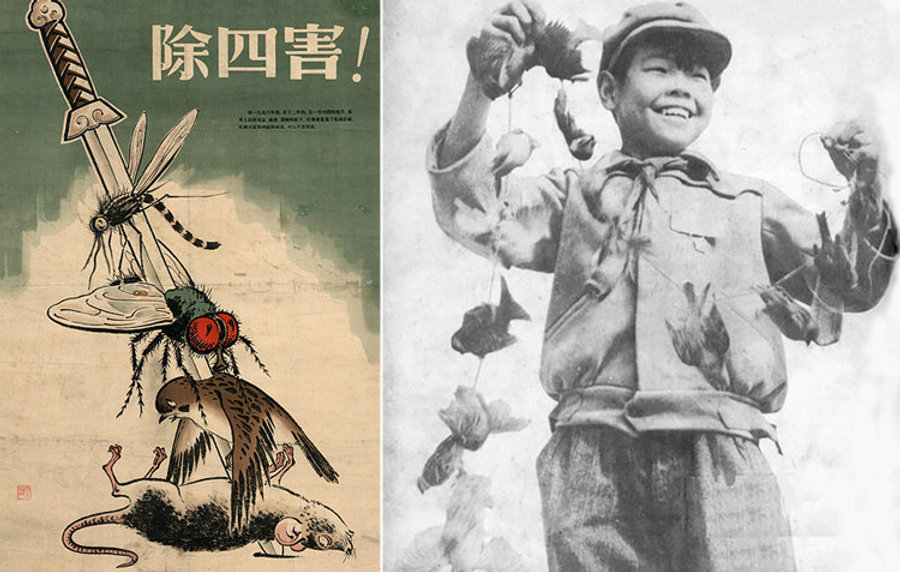 The Four Pests Campaign. Mao Zedong, in his infinite hubris, thought that there would be no repercussions from an attempt to completely eliminate rats, flies, mosquitos, and sparrows. Plot twist: there were repercussions. Millions of people organized into groups, and hit noisy pots and pans to prevent sparrows from resting in their nests, with the goal of causing them to drop dead from exhaustion. Sparrows were replaced with bed bugs, as the extermination of sparrows had upset the ecological balance, which subsequently resulted in surging locust and insect populations that destroyed crops due to a lack of a natural predator. The ecological disruption was one of several factors that led to a famine that killed 45 million people.