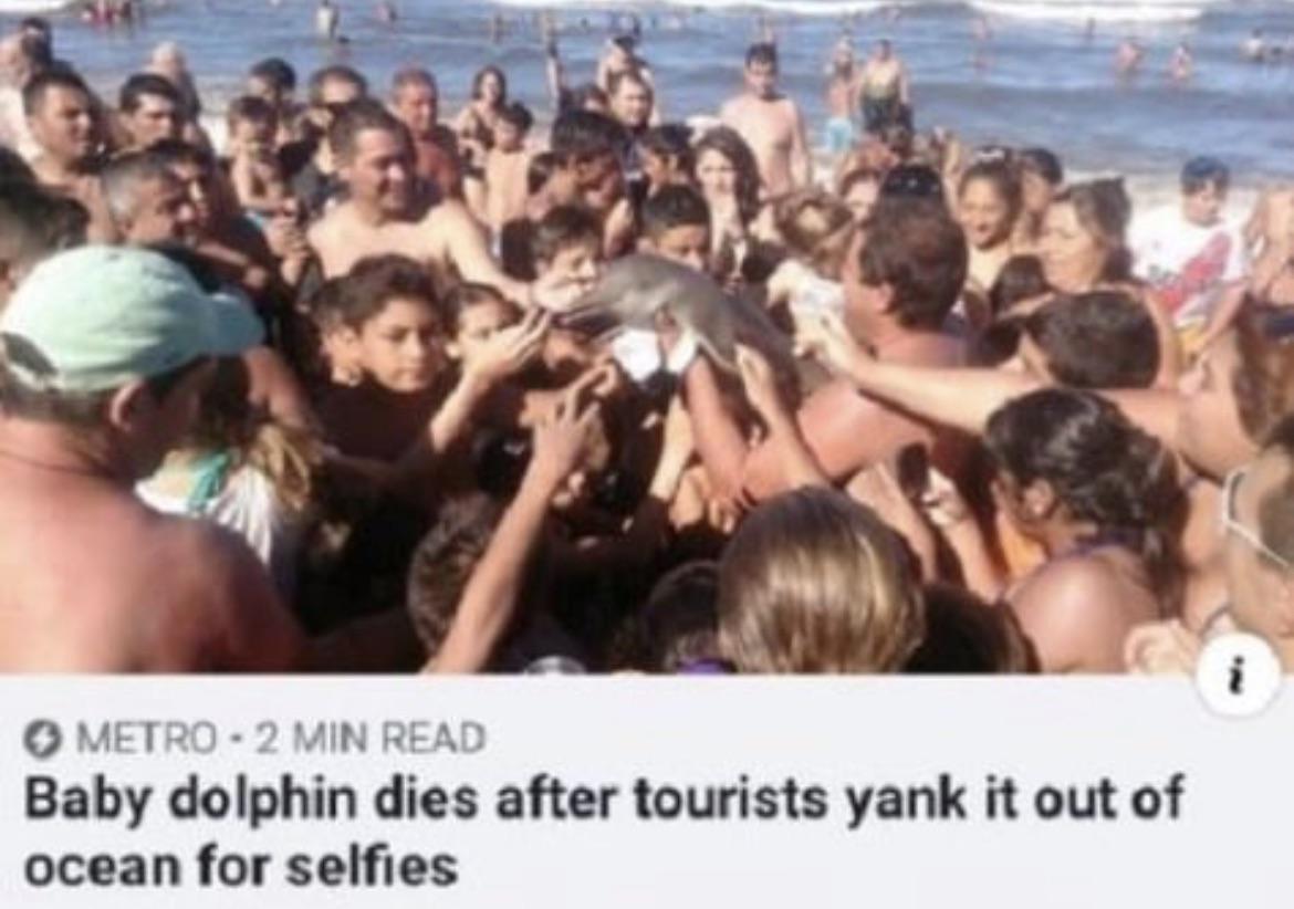 reddit facepalm - baby dolphin dies after tourists yank it out of ocean for selfies - Metro2 Min Read Baby dolphin dies after tourists yank it out of ocean for selfies