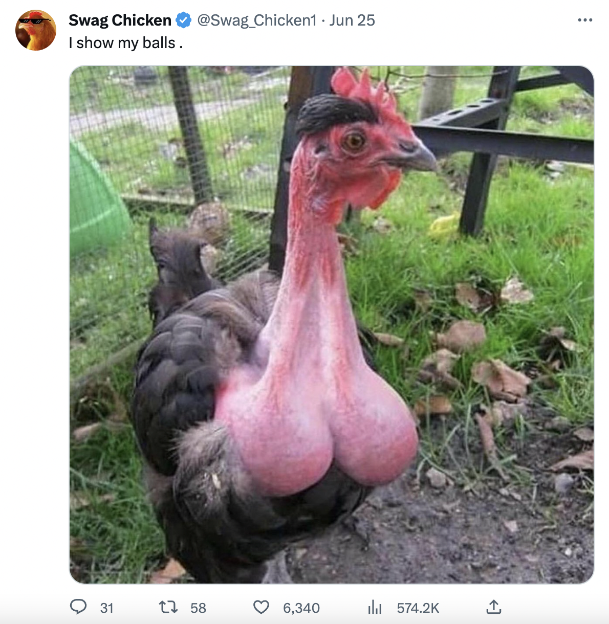 rooster - Swag Chicken Chicken1 Jun 25 I show my balls. O 31 13 58 3 6,340