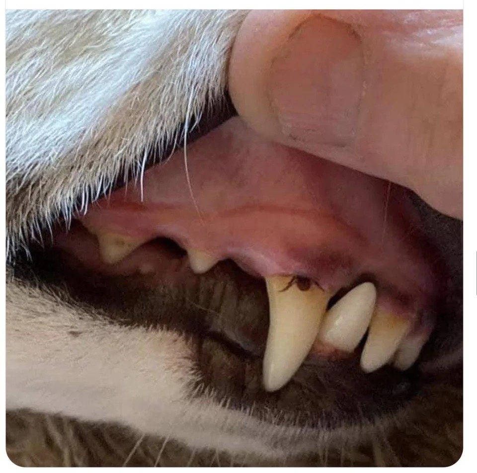 A tick attempting to escape up into a dog's gums.