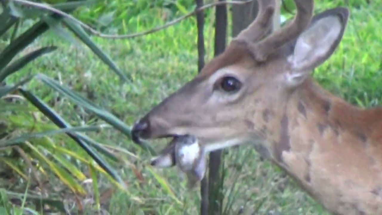 Sometimes deer eat birds, snakes, rabbits, squirrels, or frogs. u/Yinzer_Cheese
