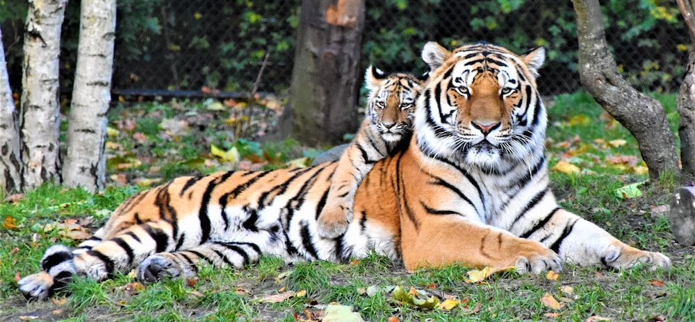 There are more tigers in captivity in the US than in the wild worldwide. u/Chaplings