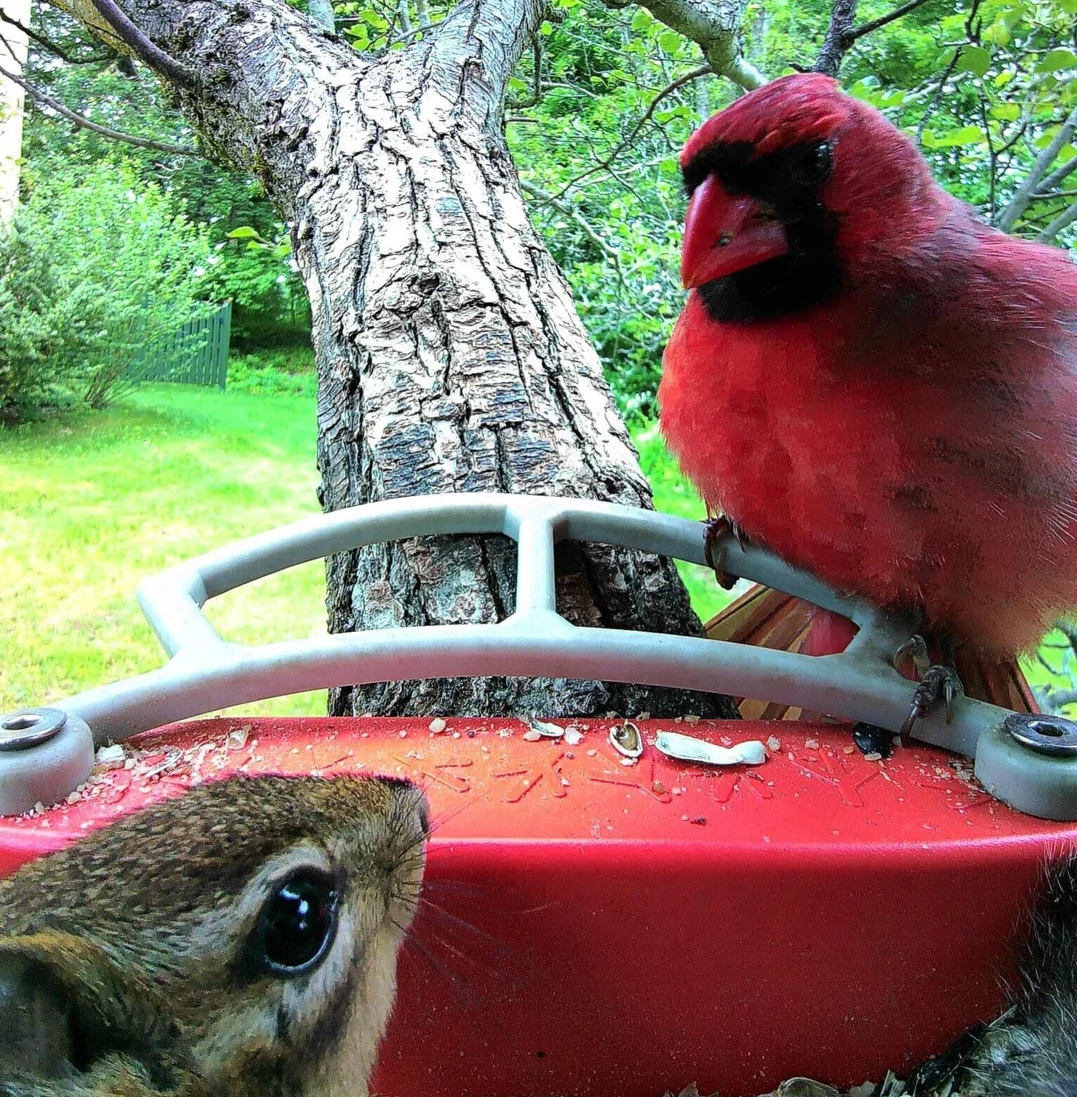 Squirrel and a Cardinal hanging out.