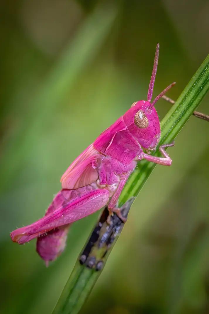 Pink Cicada