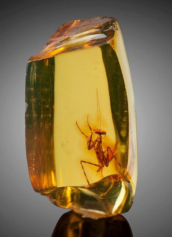 12 million year old mantis trapped in amber