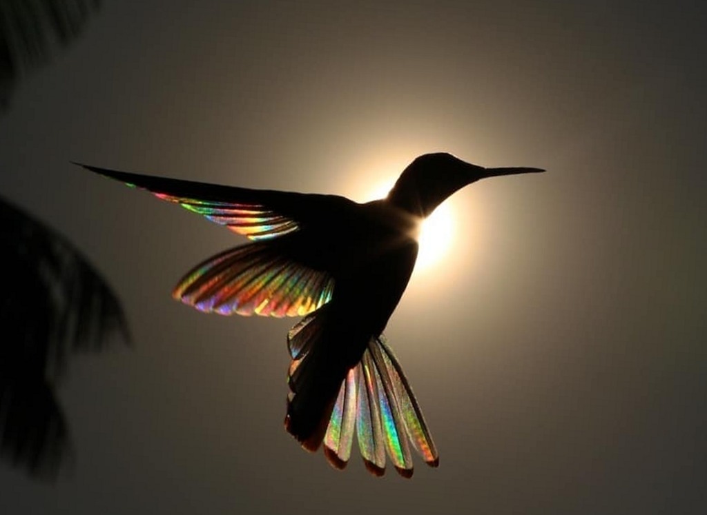 Light shining through humming bird wings