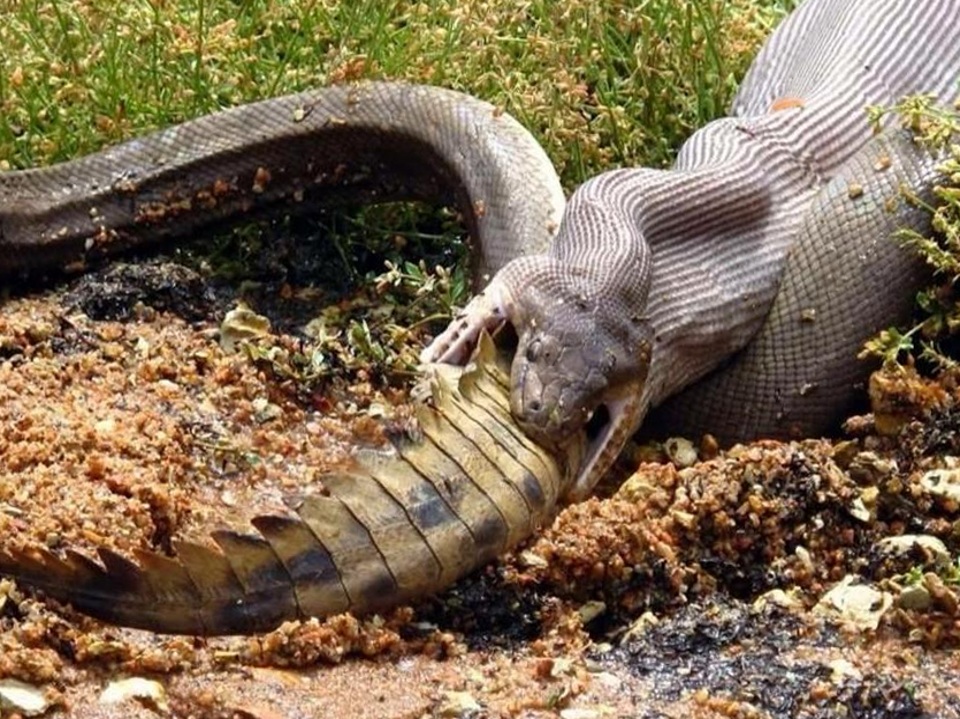 A snake eating a crocodile